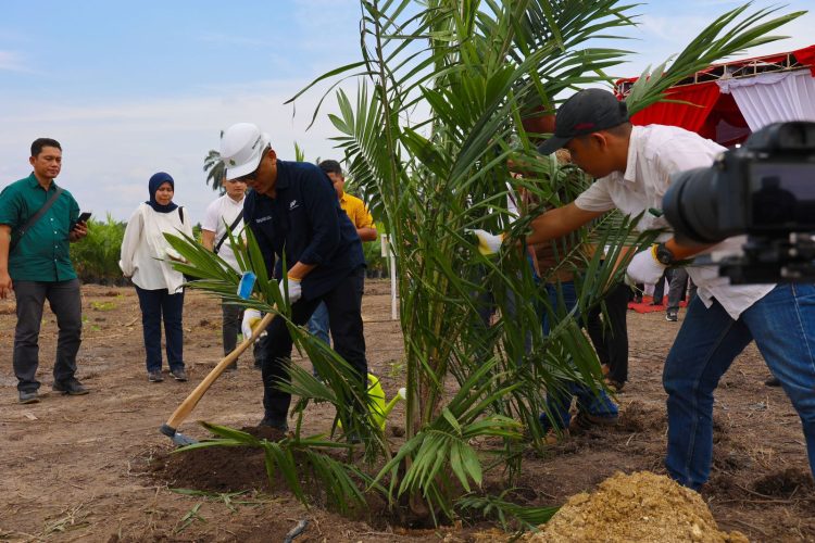 Target 60.000 Ha Peremajaan,Begini Cara PalmCo Gandeng Semua Petani Sawit Indonesia