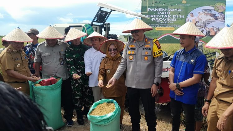 PANEN RAYA PADI SERENTAK DI 14 PROVINSI di desa pangkal mas jaya mesuji Timur
